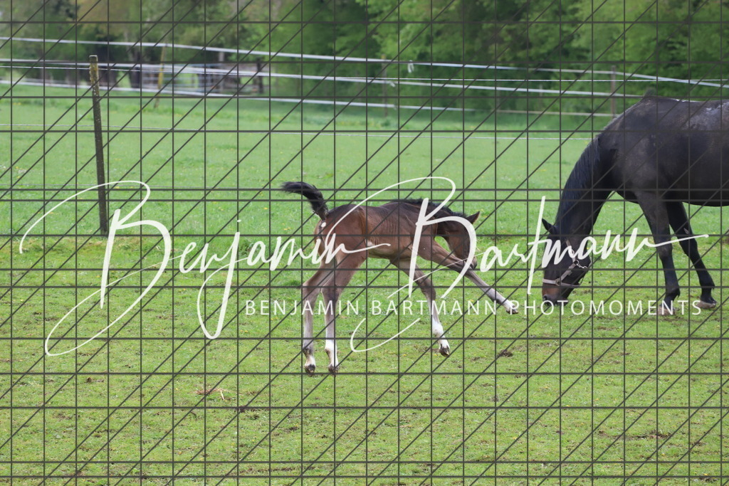 IMG_4333 | Benjamin Bartmann Photomoments