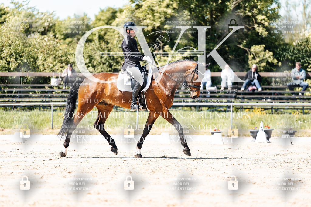 CK905242 | Turnierfotografie Pferdefotografie Trier Rheinland-Pfalz Pferdesport Reitsport Tierfotografie Sportfotografie Pferdevideo Pferdevideografie Equestrianvideography equestrianphotography  - Realisiert mit Pictrs.com