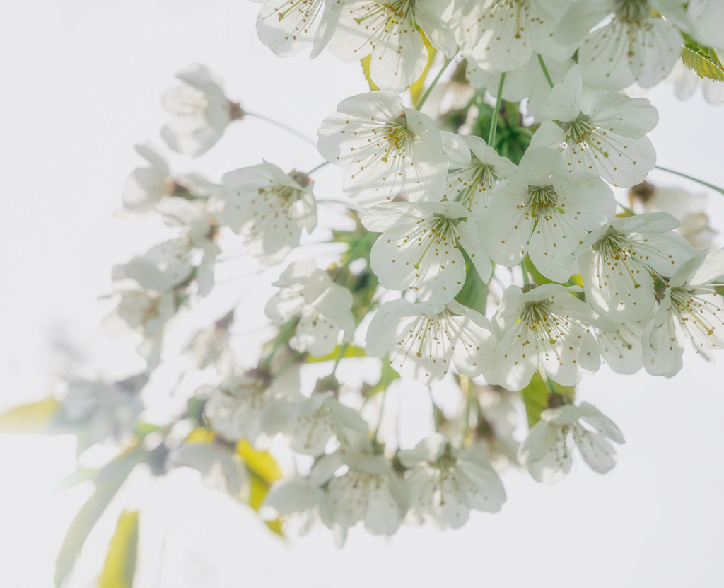 Kirschblüte in der Sonne | Die Zuger Kirschblüten sind einzigartig. - Realisiert mit Pictrs.com