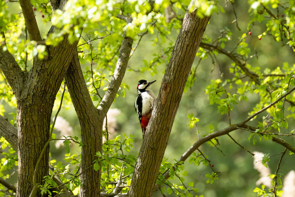 Der Buntspecht | Der Buntspecht (Dendrocopos major) gehört zu den bekanntesten und häufigsten Vogelarten Mitteleuropas und ist ein unverzichtbarer Bewohner unserer Wälder, Parks und Gärten. Er fällt nicht nur durch sein auffälliges, kontrastreiches Gefieder ins Auge, sondern vor allem durch seine charakteristischen Tätigkeiten: das laute Hämmern gegen Baumstämme, das sogenannte Trommeln, und die damit verbundene Suche nach Nahrung und das Anlegen von Bruthöhlen. Als „Baumdoktor“ spielt er eine wichtige ökologische Rolle bei der Kontrolle von Schadinsekten in Holzbeständen. - Realisiert mit Pictrs.com