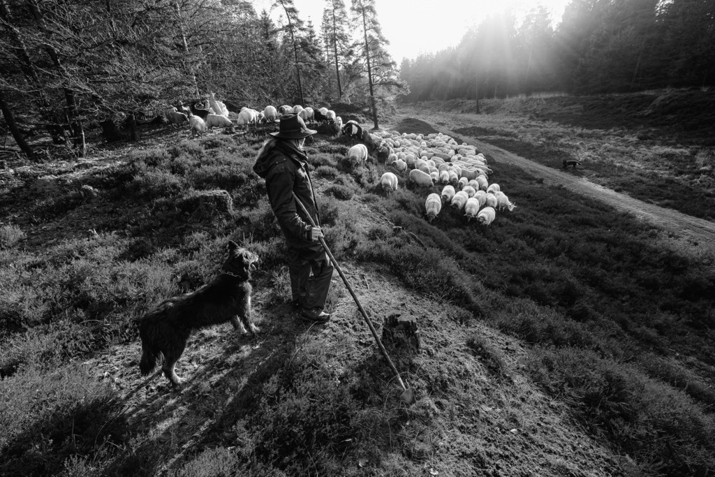 wanderschaefereien-schleswig-holstein-006 | Im Langenberger Forst südlich von Leck im Keis Nordfriesland verläuft ein Teilstück des historischen Ochsenweges. Dieser Abschnitt zählt zu den landschaftlich schönsten Beweidungsgebieten der Wanderschäferei Kley. Hier hat Melanie Kley die Betreuung der Herde übernommen. - Realisiert mit Pictrs.com