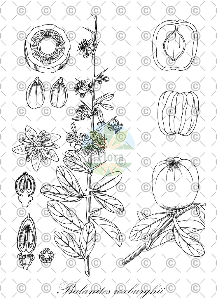 HistAbb_wfo-0000558637_1_ENZY_Simple | Historische Abbildung von Balanites roxburghii - Zygophyllaceae | Historical Illustration of Balanites roxburghii - Zygophyllaceae