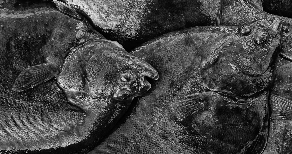 fischer-2019-486 | Matthias Nanz aus Schleswig ist einer der letzten Berufsfischer an der Schlei. Mit seinem Boot fährt Matthias Nanz vom Liegeplatz in Missunde zu den Fanggründen in der Schlei. Der Herbst ist die Zeit, in der wie hier im November Raubfische, Heringe und Flundern (Struvbutt) gefangen werden. Das Bild zeigt Flundern in der Fischkiste von Matthias Nanz. - Realisiert mit Pictrs.com