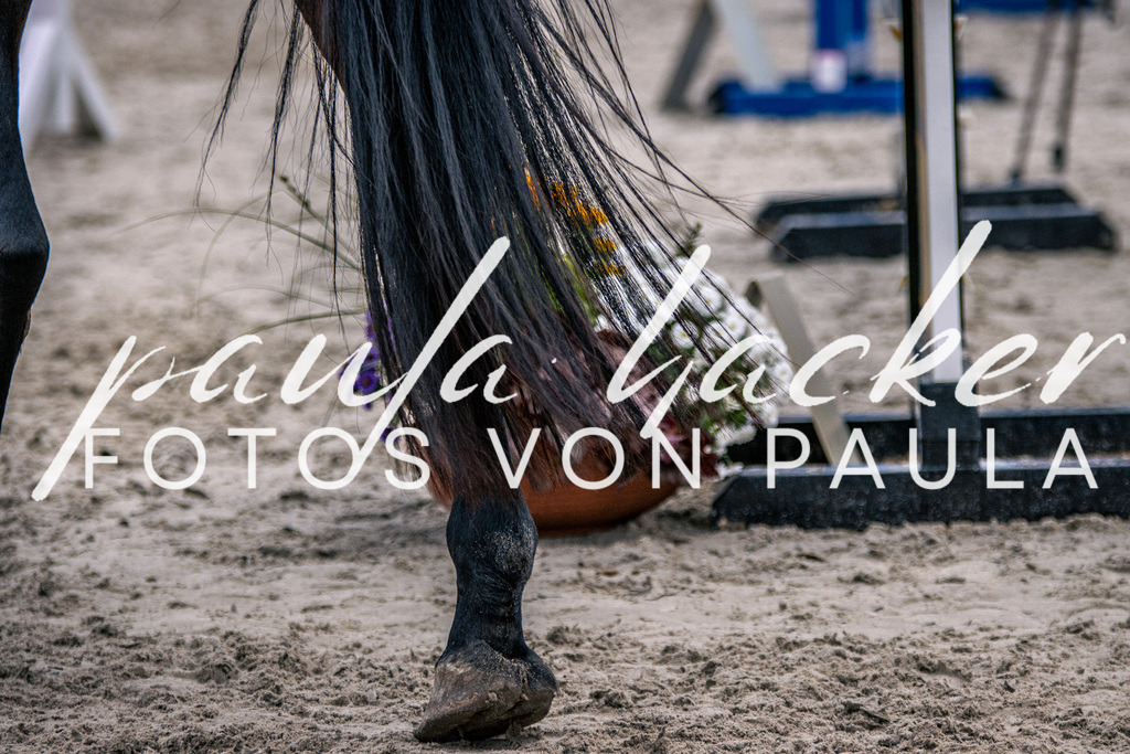 IMG_6119 | Erleben Sie dynamische Sport- und emotionale Tierfotografie in Süddeutschland mit Fotos von Paula. Spezialisiert auf Pferde- und Hundefotografie sowie Sportevents. Kontaktieren Sie mich für einzigartige und ausdrucksstarke Bilder Ihrer besonderen Momente.