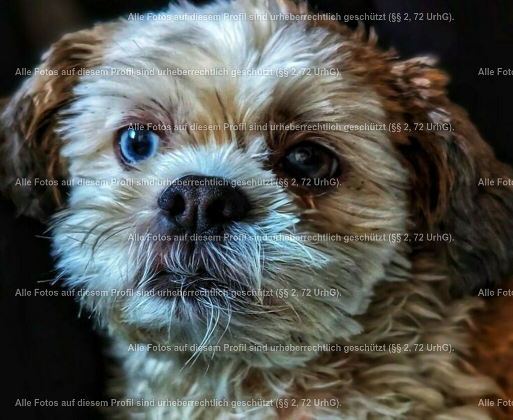 6869d1f35834022a979af102e38ba72d | krollfotografie - Realisiert mit Pictrs.com