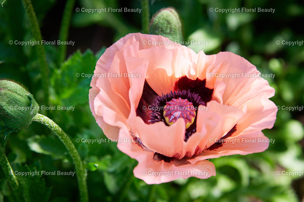 Papaver orientale Prinzessin Victoria Louise 80 | Rosafarbene Mohnblüte mit Licht und Schatten - Realisiert mit Pictrs.com
