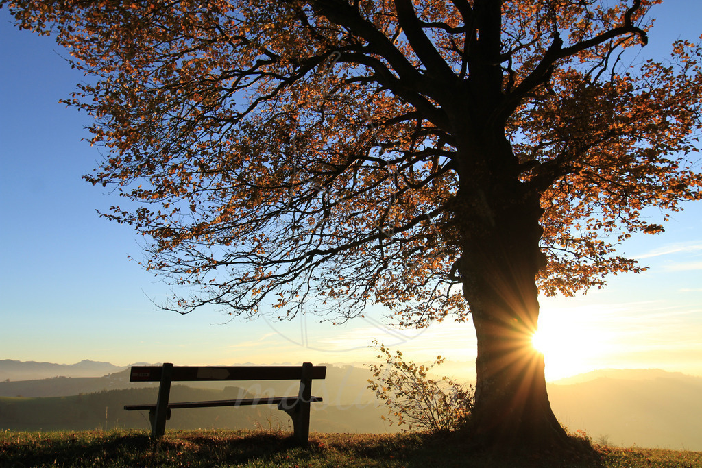 Herbstbankerl Randegg Querformat | Bei Veröffentlichung des Bildes ist eine Namensnennung wie folgt erforderlich: 
Foto: Mostdirn Irmgard Wieser - Realisiert mit Pictrs.com