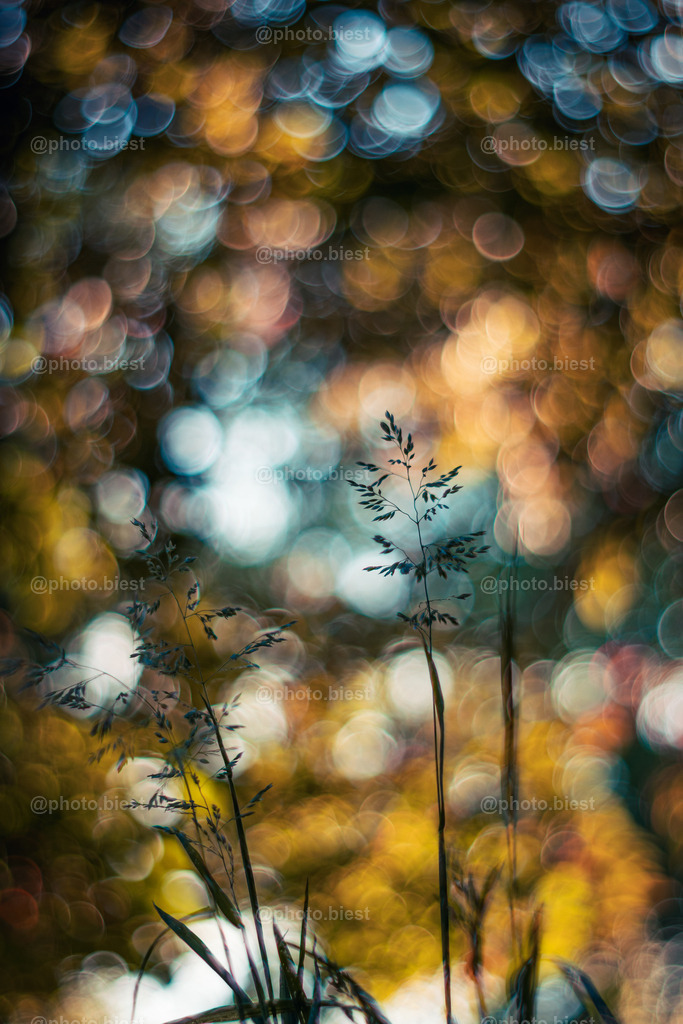 Of Bubbles & Grass | Schlichtes Grüppchen von Grashalmen. - Realisiert mit Pictrs.com