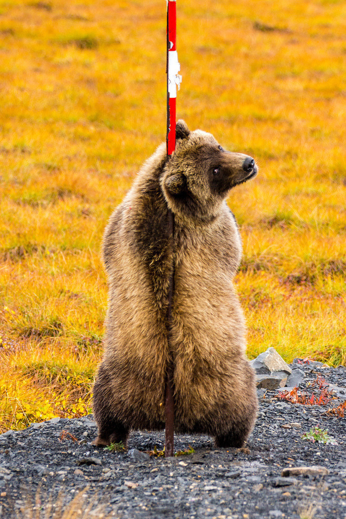 hey don't watch | An absolutely unforgettable moment during my 409 day trip through the Americas. When i woke up in my rooftop tent these two huge grizzlys were feeding on roots just around my car. i observed them for hours. And finally i got even more rewarded, as they scrached their backs on one of the roadside piles. check out my other pictures from this moment. - Realisiert mit Pictrs.com