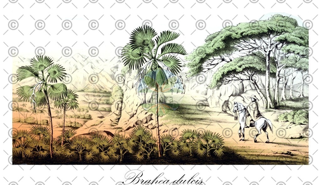HistAbb_wfo-0000390644_2_ENZY_Simple | Historische Abbildung von Brahea dulcis - Arecaceae | Historical Illustration of Brahea dulcis - Arecaceae