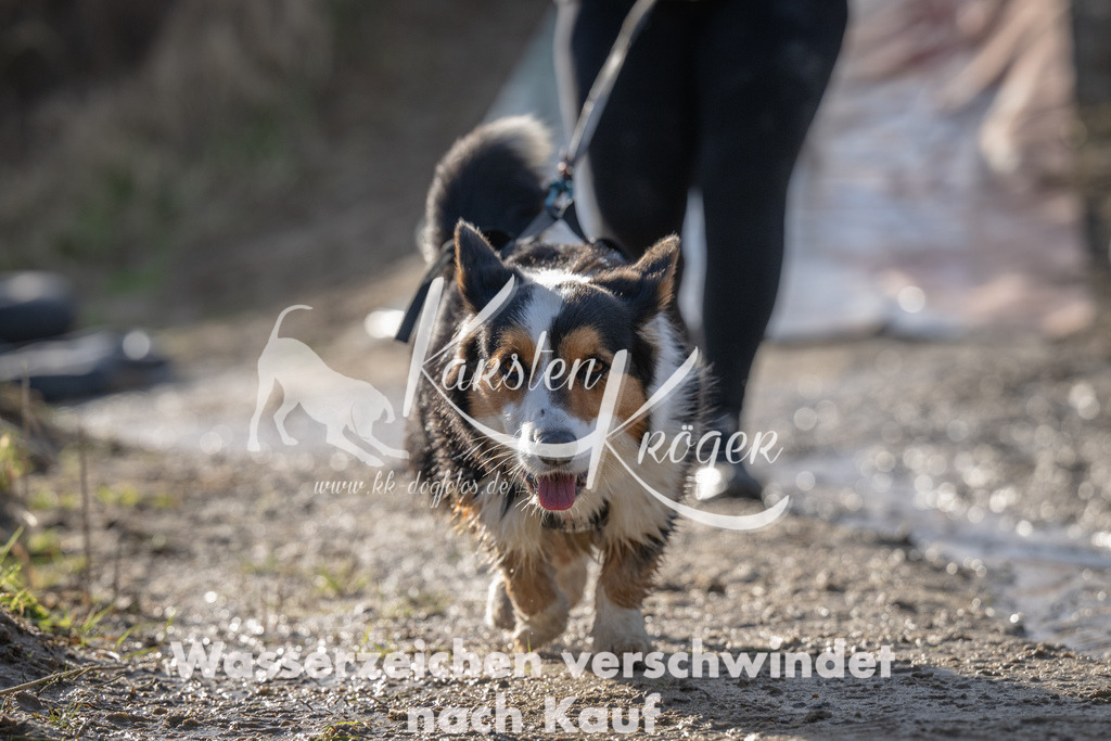 1630_ZZ92172 | kk-dogfotos