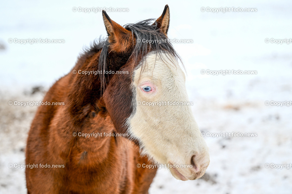 Slowakei_ Durcina_ Ranch Simba_ 06.01.2026-56 | 06.01.2026, Rajec, SVK, Themenbild, Pferde, im Bild Pferd, Pferde, Stute, Hengst, Fohlen, Quarter Horse, Ranch, Weide, Hof, Wiese, Stall, Nutztier, Tier, Winter, Schnee