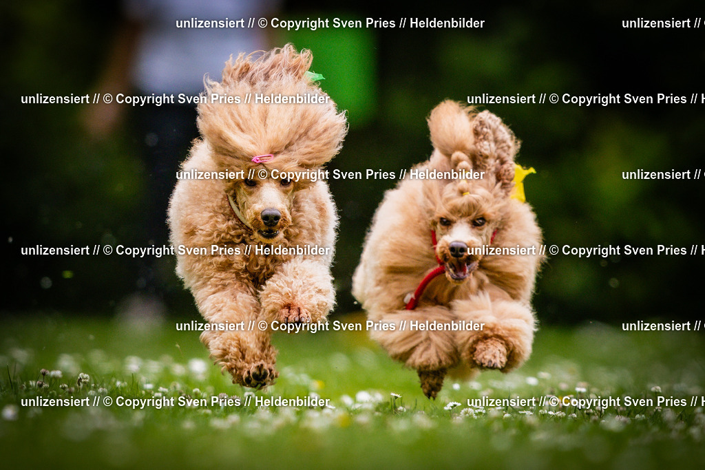 Sven Pries | 2025-05-29 - Pudelrennen KA-Durlach - Realisiert mit Pictrs.com