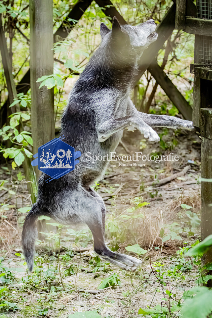 IMG_3837 | SportEventFotografie - Roman Stoiber