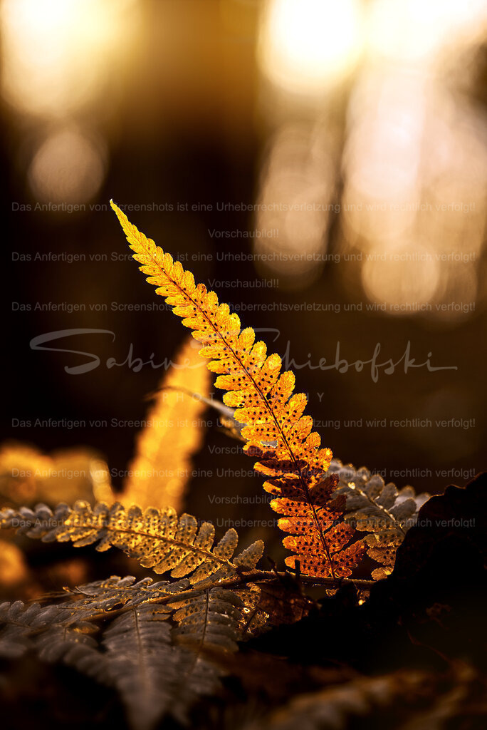 Farn im goldenen Licht | People- und Tierfotografie, Imageaufnahmen, Veranstaltungsfotografie und Wandbilder aus der Natur ★ Made in Germany ✔️ Druck + Downloads ✔️ Naturfotografie in Top Qualität ★ schneller Versand, weltweite Lieferung! - Realisiert mit Pictrs.com