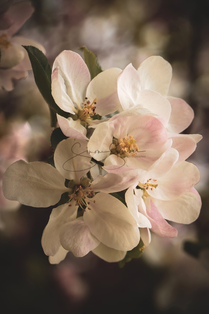 Apfelblüten  | Simone Sperber, svb-photography,Fotografin,Bilddesignerin,Naturfotografie,Macrofotografie,Tierfotografie,Wildtierfotografie,Ausstellungen,Auftragsfotografie,Kunst,Art,Photographer,Shootings,Bildberatbeitung,Galerie,Shop