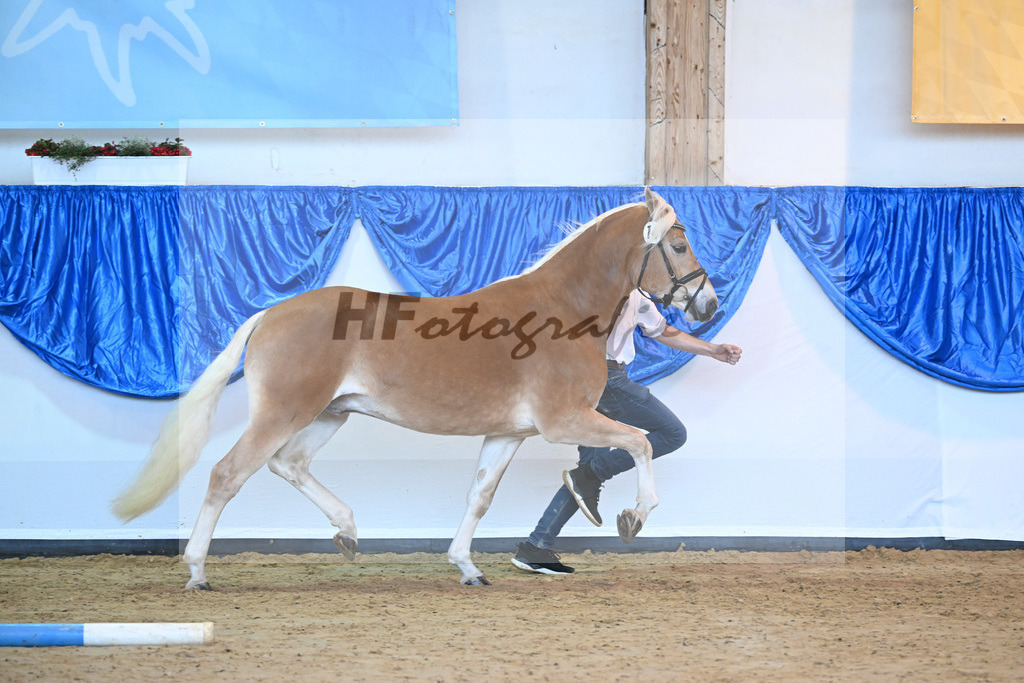 Kat-Nr. 14 Ariat v. Adonis_Dittrich_60220710 | hf-fotografie - Realisiert mit Pictrs.com