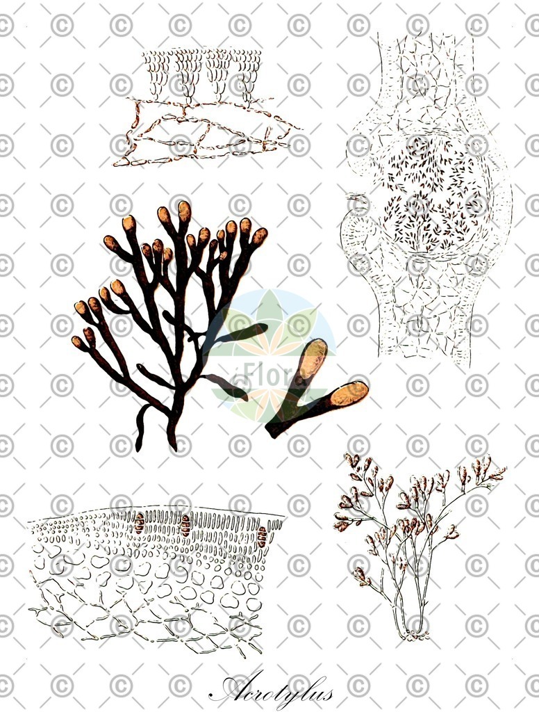 HistAbb_NLC_1_ENZY_Simple | Historische Abbildung von Acrotylus - Acrotylaceae (0) | Historical Illustration of Acrotylus - Acrotylaceae (0)