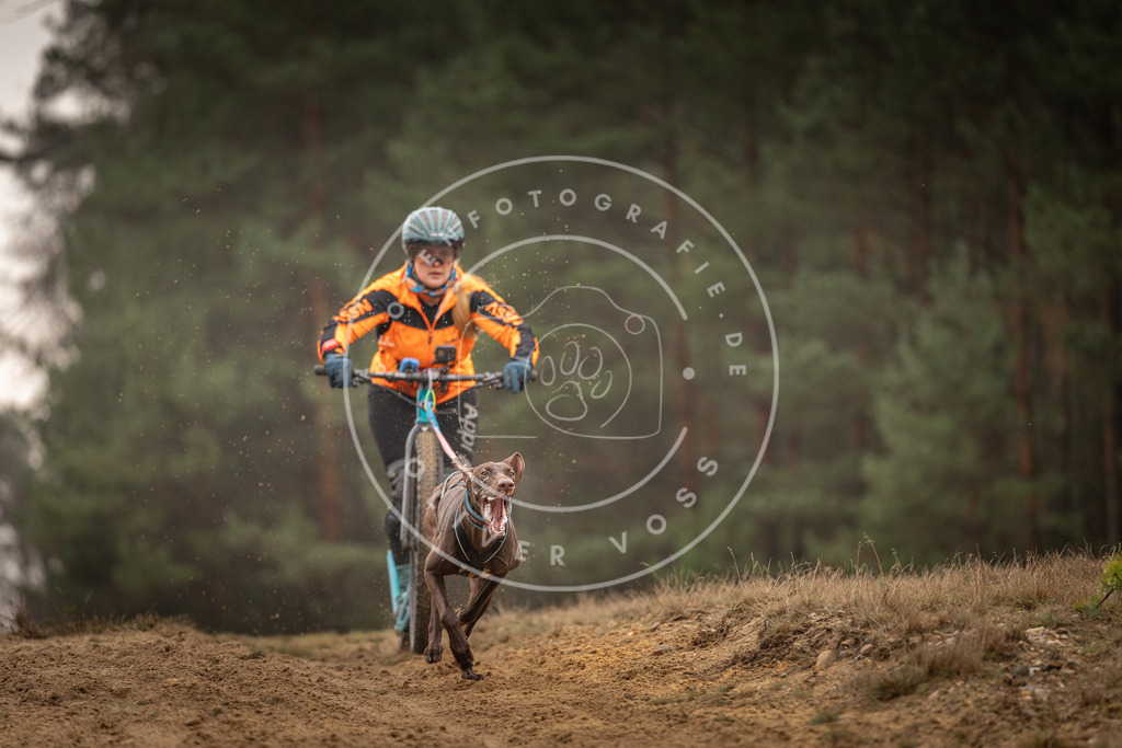 Pfotenfotografie_DV3A4548 | Hundefotografie, Tierfotograf, Pfotenfotografie, Fotoshooting Hund, Hunde Portrait, Hundesport, Hundeportraits, Heideshooting, Hunde, Sportfotograf, Hundefotograf, Turnierhundsport, THS,  - Realisiert mit Pictrs.com