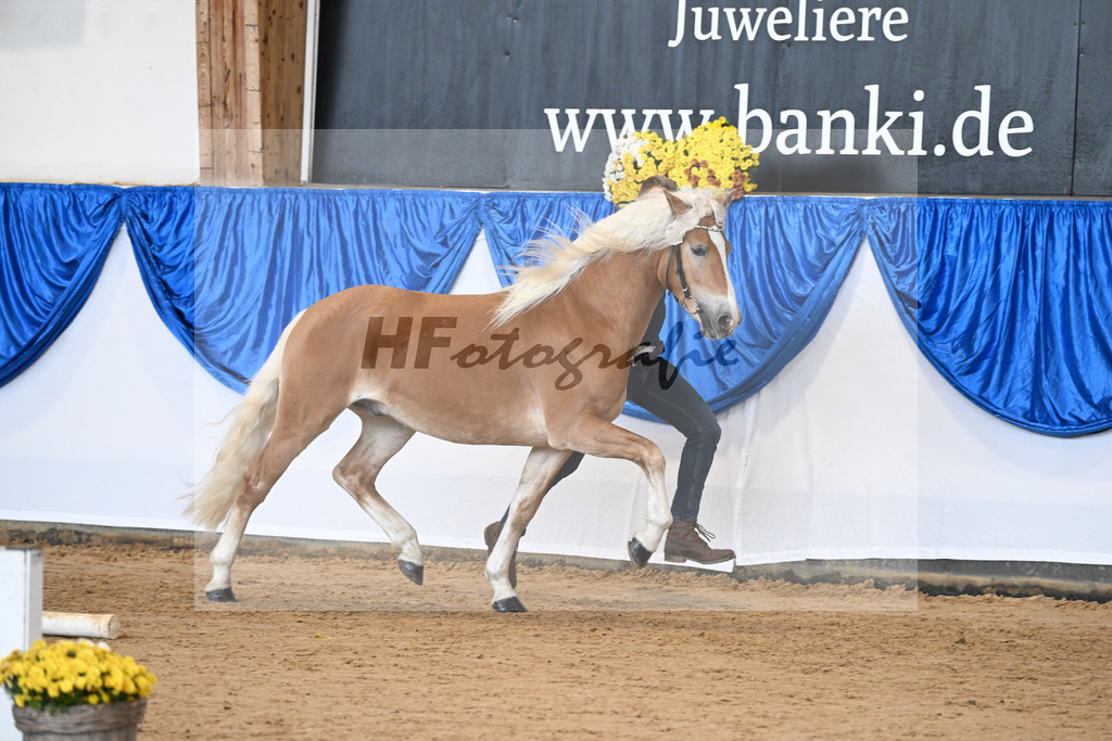 Kat-Nr. 25 Bandit v. Barios_Haflingergestuet Meura_48251053 | hf-fotografie - Realisiert mit Pictrs.com