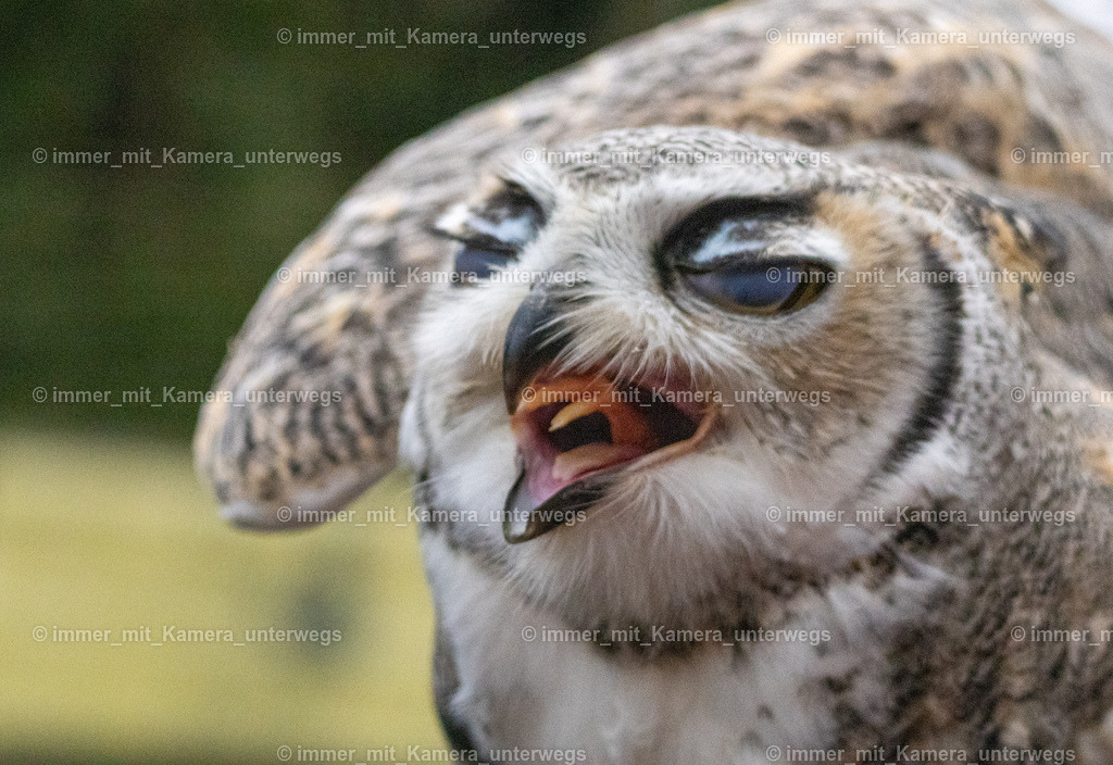 9I4A3254 | immer_mit_kamera_unterwegs