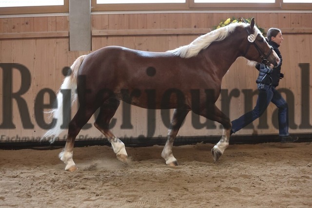 Sankt-Märgen_2026_Schwarzwälder_Stutenprämierung_KN_49_LS Polly (5) | Alle Fotos der Reiterjournal Fotografin Doris Matthaes im Reiterjournal Online-Fotoshop. - Realisiert mit Pictrs.com