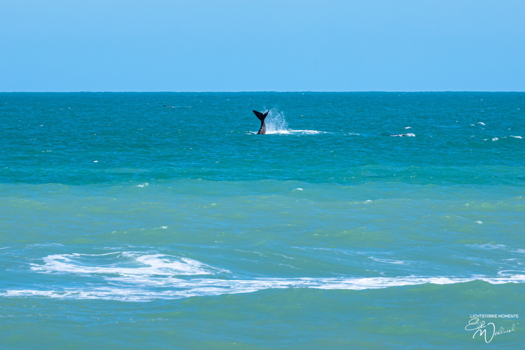 20231001-125405 SOUTHAFRIKA_-2-1 | Herzlich willkommen auf meiner Seite! Ich bin Elke Wallnisch, Deine Fotografin für lichtstarke Momente. Der Name steht für alles, was mich mit der Fotografie verbindet: Das Licht und seine machtvolle Wirkung auf eine Situation oder unsere Stimmung - Realisiert mit Pictrs.com