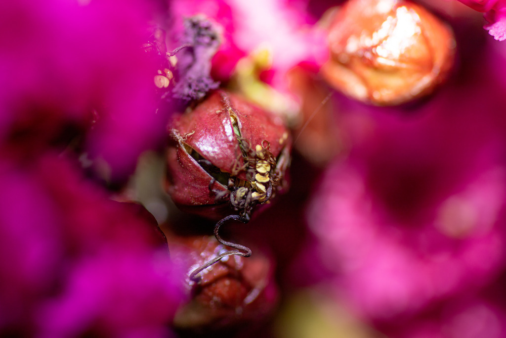 IMG_3720 | ehrlichefotos - Realisiert mit Pictrs.com