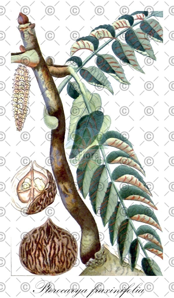 HistAbb_wfo-0000061541_1_ENZY_Simple | Historische Abbildung von Pterocarya fraxinifolia - Juglandaceae | Historical Illustration of Pterocarya fraxinifolia - Juglandaceae