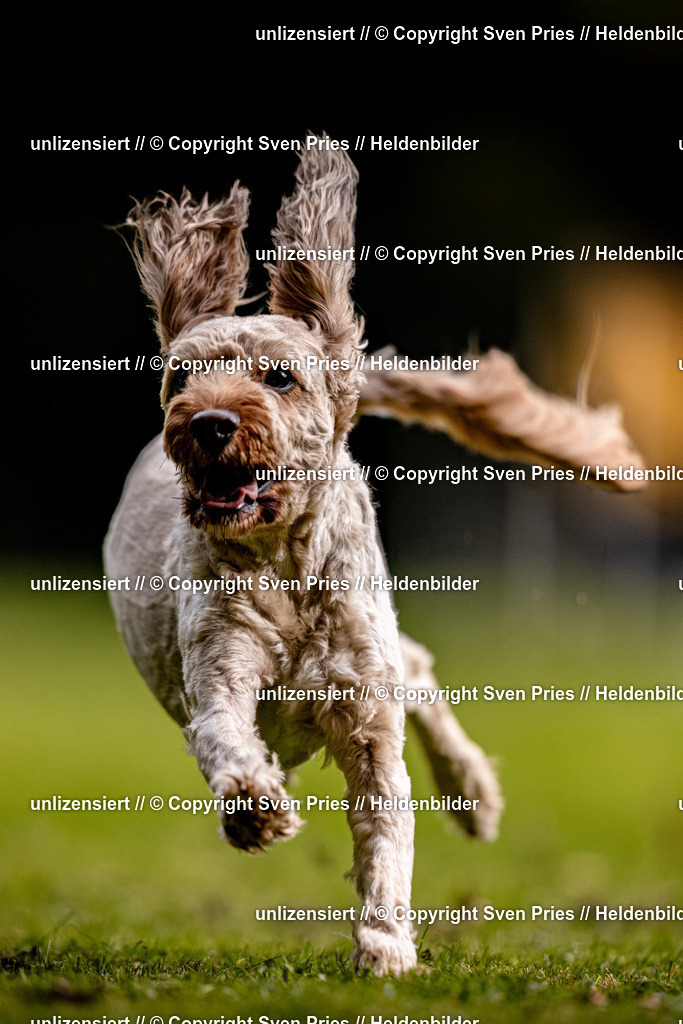 Sven Pries | 2025-10-03 - Hunderennen Obergrombach - Realisiert mit Pictrs.com