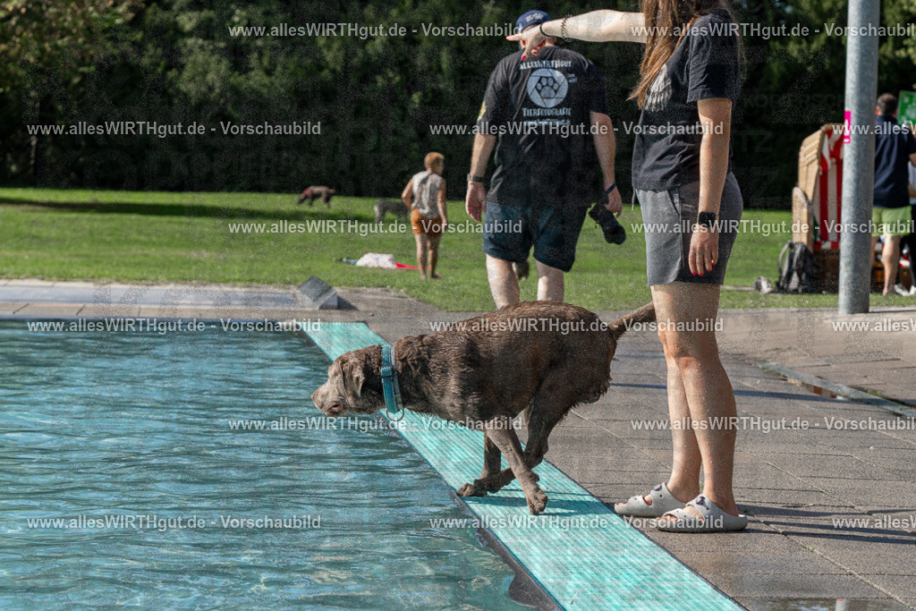Hundeschwimmen_Volksbad_2026-allesWIRTHgut_Tierfotografie-2609061532-FAY07251 | Professionelle Tierfotografie in Mönchengladbach von Daniel Wirth (allesWIRTHgut). Liebevolle & natürliche Bilder von Hunden & Katzen für unvergessliche Erinnerungen.