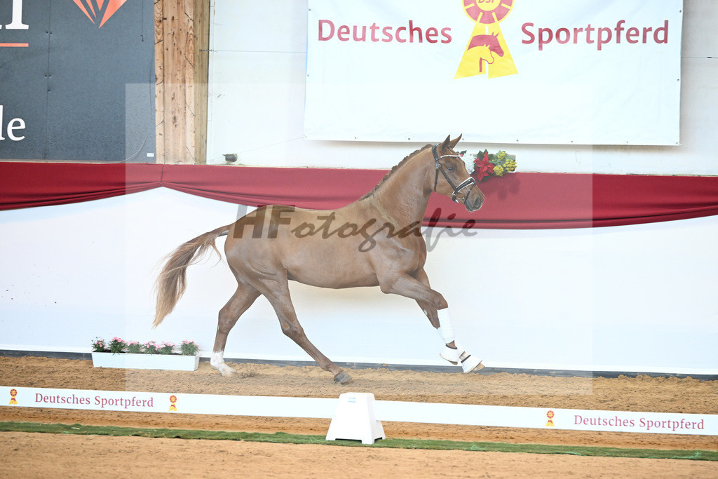 Kat-Nr. 29 Fidertanz x De Niro_Grosserichter_43230312 | hf-fotografie - Realisiert mit Pictrs.com
