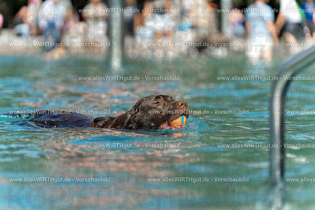 Hundeschwimmen_Volksbad_2026-allesWIRTHgut_Tierfotografie-2609061312-7R500606 | Professionelle Tierfotografie in Mönchengladbach von Daniel Wirth (allesWIRTHgut). Liebevolle & natürliche Bilder von Hunden & Katzen für unvergessliche Erinnerungen.
