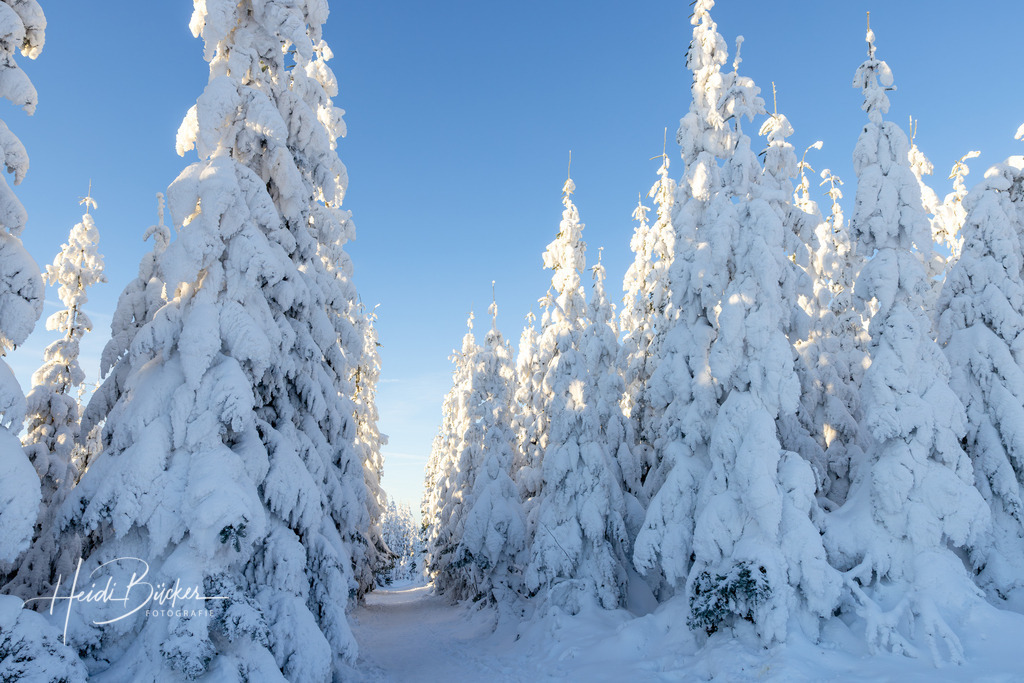 Winterwald auf dem Kahlen Asten | Winterwald auf dem Kahlen Asten bei Winterberg - Realisiert mit Pictrs.com