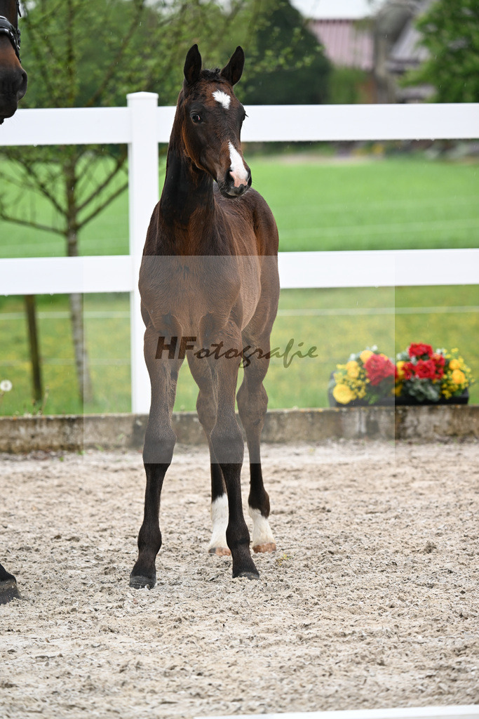 Kat-Nr. 45 SF Chaccothage Blue PS x Concetto_Lang-Wengert_23261559 | hf-fotografie - Realisiert mit Pictrs.com