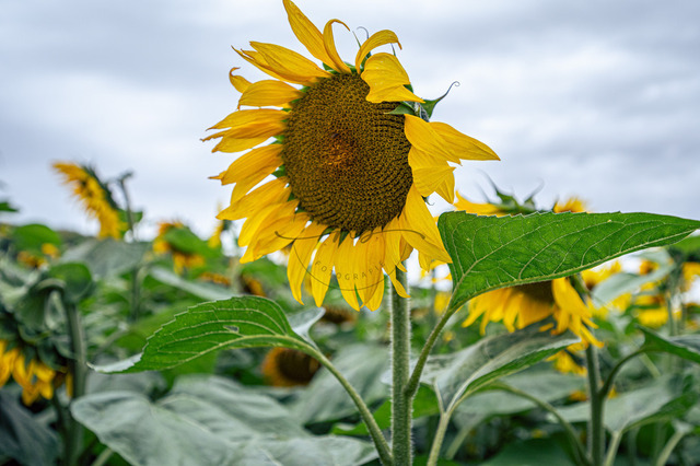 Sonnenblume auf dem Feld | Blühende Sonnenblume (Helianthus annuus) auf einem Sonnenblumen Feld, Jena, Thüringen, Deutschland - Realisiert mit Pictrs.com
