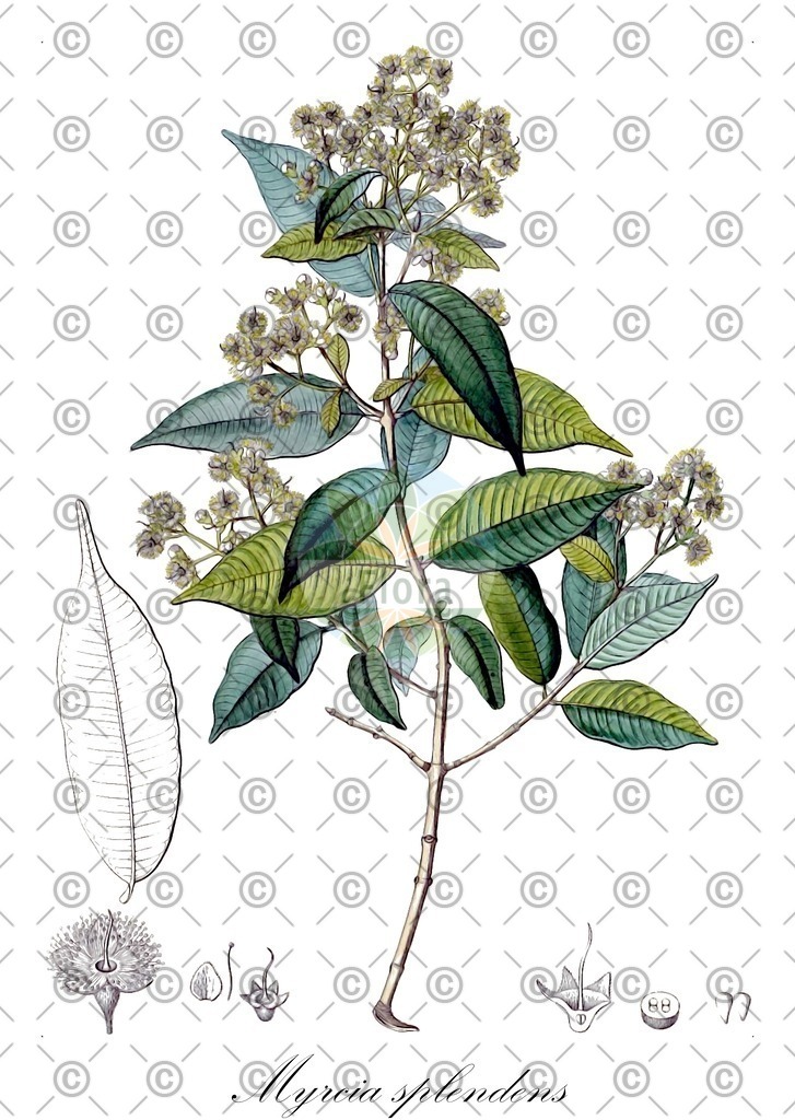 HistAbb_wfo-0000248093_1_ENZY_Simple | Historische Abbildung von Myrcia splendens - Myrtaceae | Historical Illustration of Myrcia splendens - Myrtaceae
