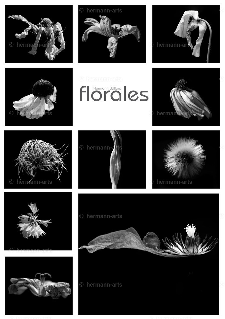 Hermann-Arts_collagen_034 | Photo Foto Kunst Art schwarzweiss Bilder Rheine Münster Berlin Blumen 