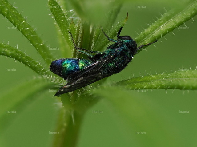 Blaue Goldwespe (Trichrysis cyanea) | Inanta - Realisiert mit Pictrs.com