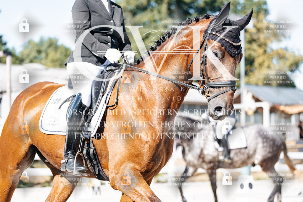 CK908265 | Turnierfotografie Pferdefotografie Trier Rheinland-Pfalz Pferdesport Reitsport Tierfotografie Sportfotografie Pferdevideo Pferdevideografie Equestrianvideography equestrianphotography  - Realisiert mit Pictrs.com