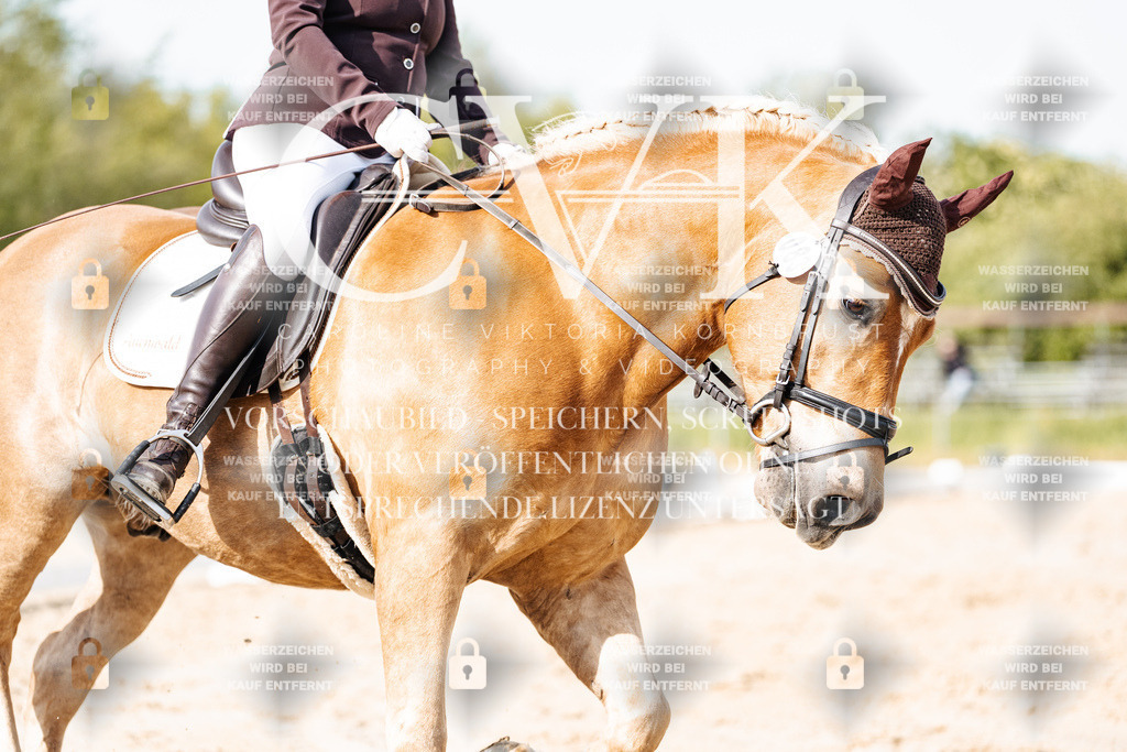 CK900253 | Turnierfotografie Pferdefotografie Trier Rheinland-Pfalz Pferdesport Reitsport Tierfotografie Sportfotografie Pferdevideo Pferdevideografie Equestrianvideography equestrianphotography  - Realisiert mit Pictrs.com
