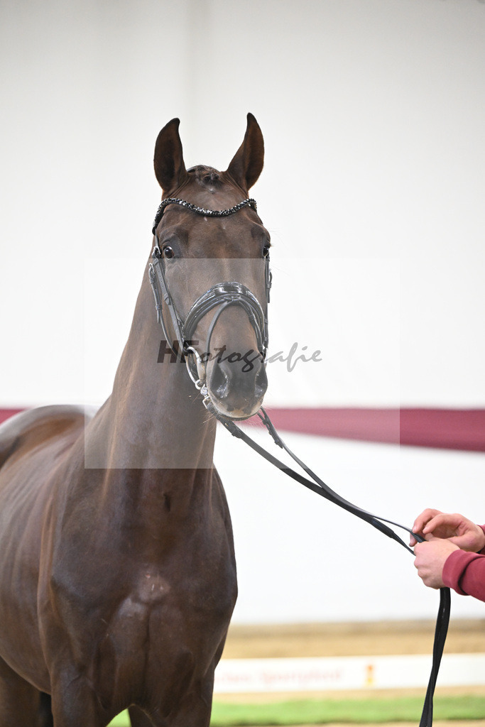 Kat-Nr. 108 Viva Gold x Floricello_Oliver Schmoee_47253449 | hf-fotografie - Realisiert mit Pictrs.com