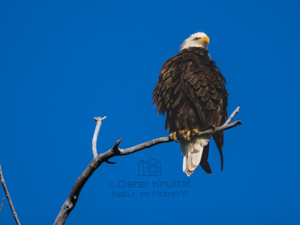 P1637317-Bearbeitet-2023-LR | Natur im Moment - Realisiert mit Pictrs.com