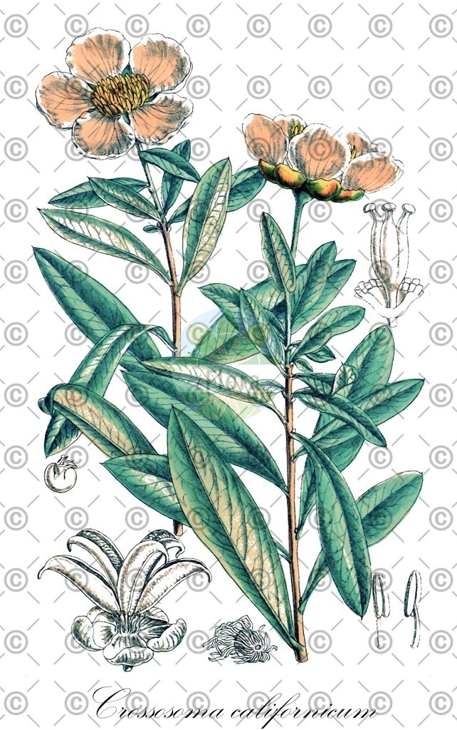 HistAbb_wfo-0000626496_1_ENZY_Simple | Historische Abbildung von Crossosoma californicum - Crossosomataceae | Historical Illustration of Crossosoma californicum - Crossosomataceae