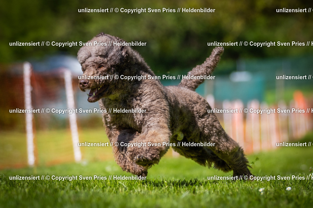 Hunderennen_April_2026_726 | 2026-04-26 - Hunderennen Baden-Oos April 2026 - Realisiert mit Pictrs.com