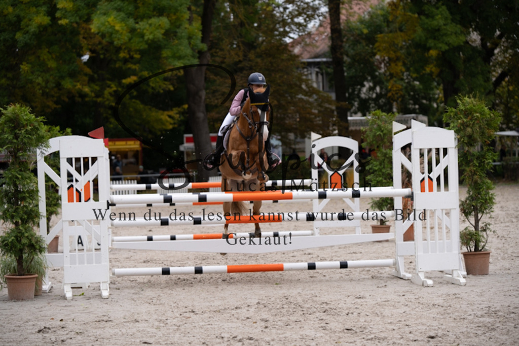 A7V09094 | Pferdefotograf