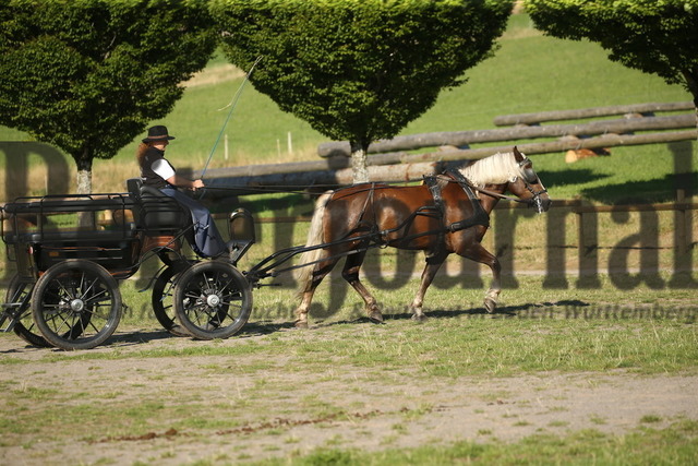 Leistungsprüfung_Sankt Märgen_2022_KN_06_Lissy (19) | Alle Fotos der Reiterjournal Fotografin Doris Matthaes im Reiterjournal Online-Fotoshop. - Realisiert mit Pictrs.com