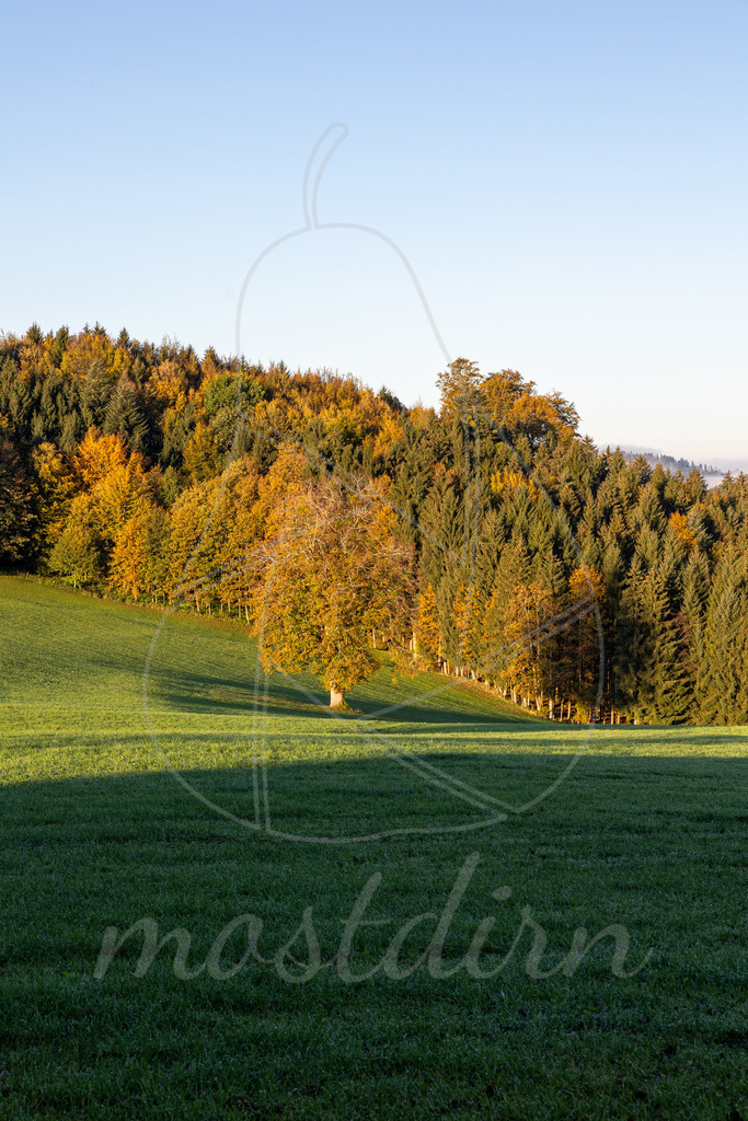 Herbstsonne Franzenreith Randegg | Ihre Fotografin im Lungau, ihre Fotografin im Mostviertel, Wandbilder Onlineshop, Imagefotos für Ihr Unternehmen,  - Realisiert mit Pictrs.com