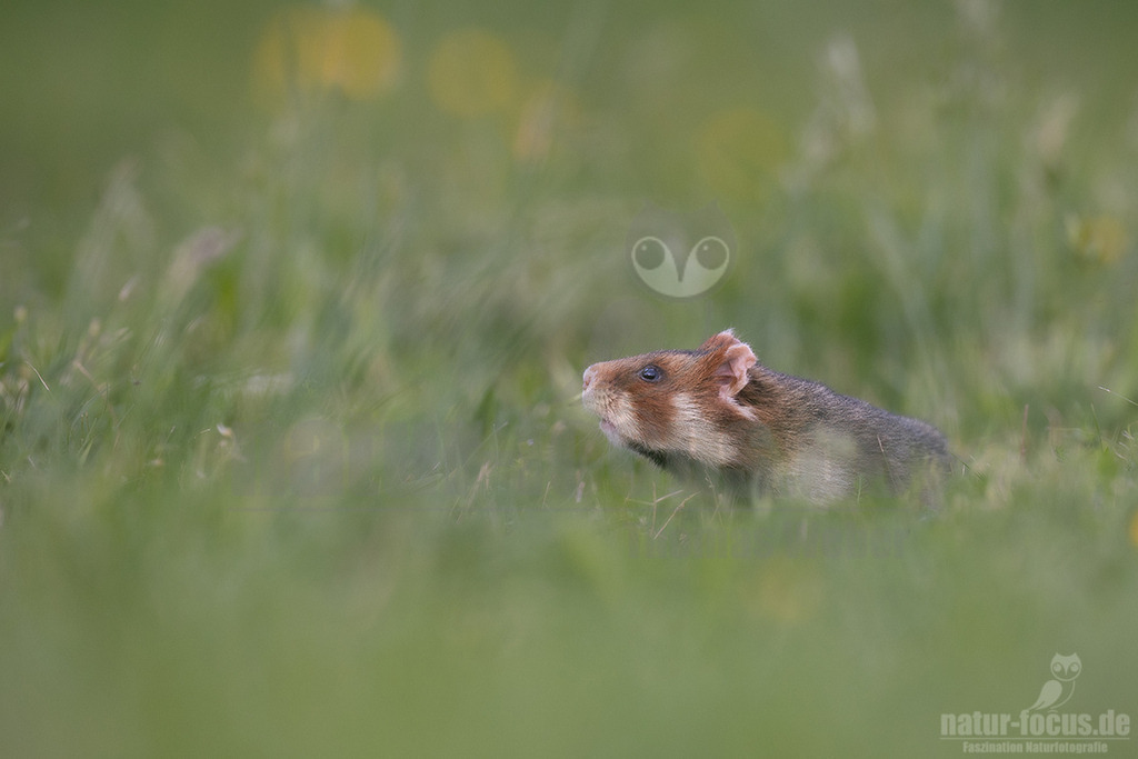 R5NF5340_20240511 | Der Feldhamster (Cricetus cricetus) ist die einzige Art der Gattung Hamster in Europa und etwa so groß wie ein Meerschweinchen. Er legt einen weit verzweigten Bau unter dem Acker an. Der hübsche Nager ernährt sich von Getreide und anderen Feldfrüchten und hält von circa Oktober bis April einen festen Winterschlaf. - Realisiert mit Pictrs.com