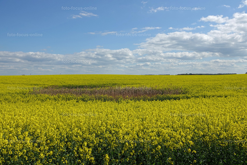 sprintime_62 | rapsody in yellow